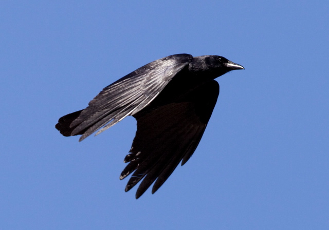 Corvus ossifragus Corvidae