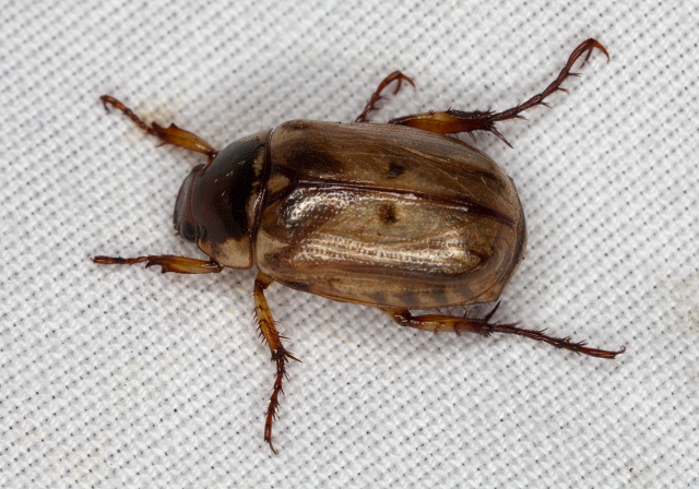 Anomala undulata Scarabaeidae