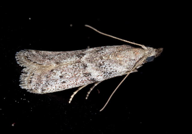 Ephestiodes gilvescentella Pyralidae