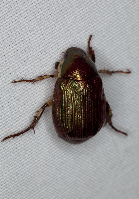 Anomala marginata Scarabaeidae