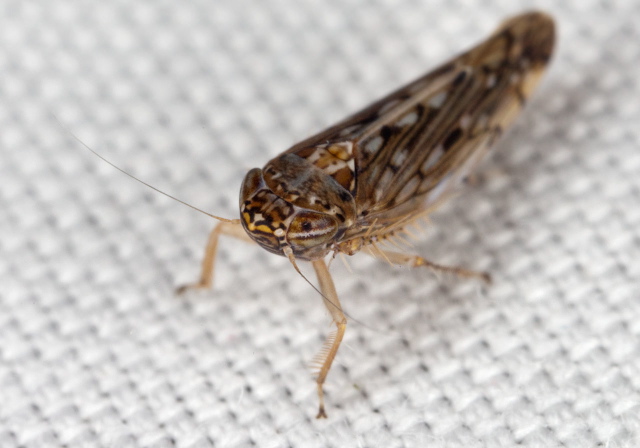 Osbornellus consors Cicadellidae