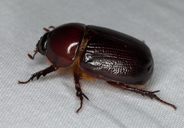 Tomarus subtropicus? Scarabaeidae