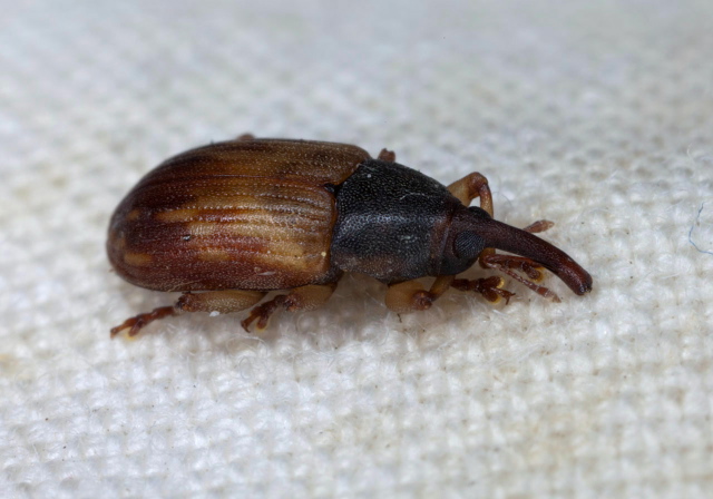 Notolomus bicolor Curculionidae