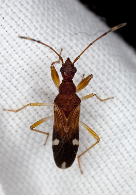 Heraeus triguttatus Rhyparochromidae