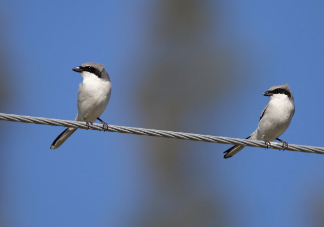 Lanius ludovicianus Laniidae