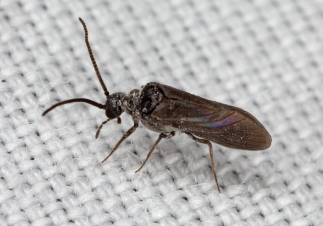   Coniopterygidae