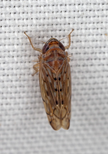 Osbornellus sp. Cicadellidae