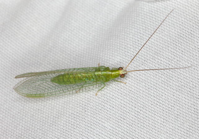 Chrysoperla sp. Chrysopidae