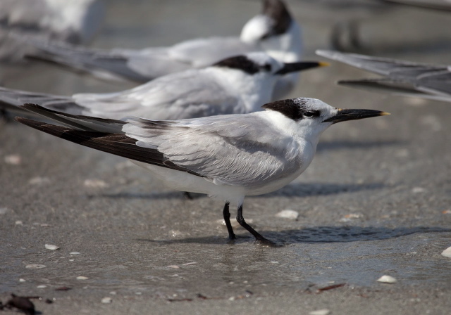 Thalasseus sandvicensis Sternidae