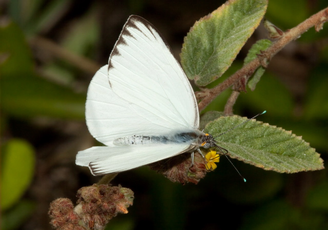 Ascia monuste Pieridae