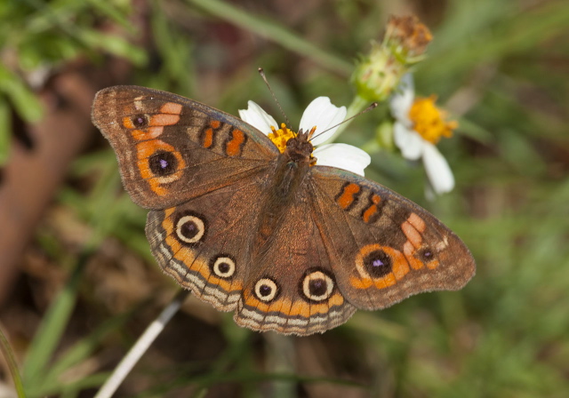 Junonia genoveva Nymphalidae