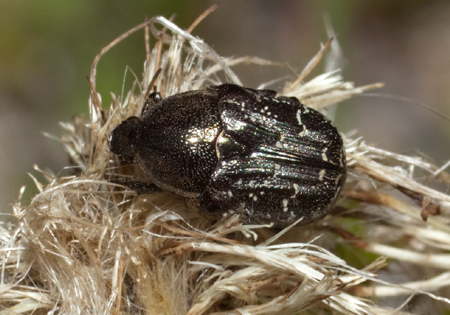 Euphoria sepulcralis Scarabaeidae