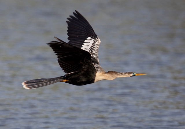 Anhinga anhinga Anhingidae