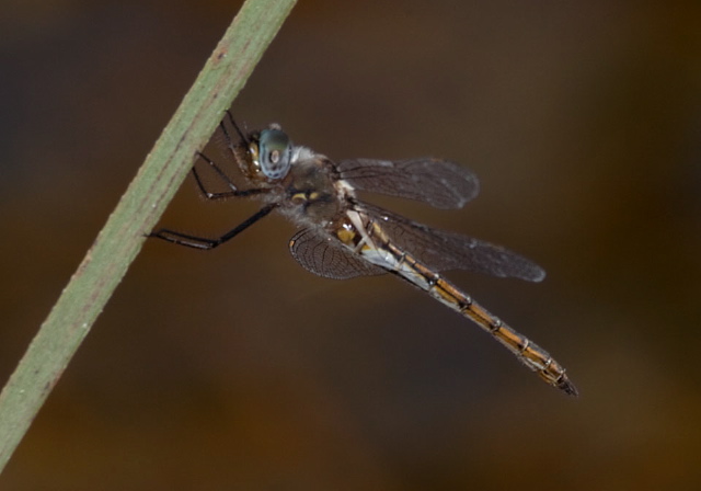 Epitheca stella Corduliidae