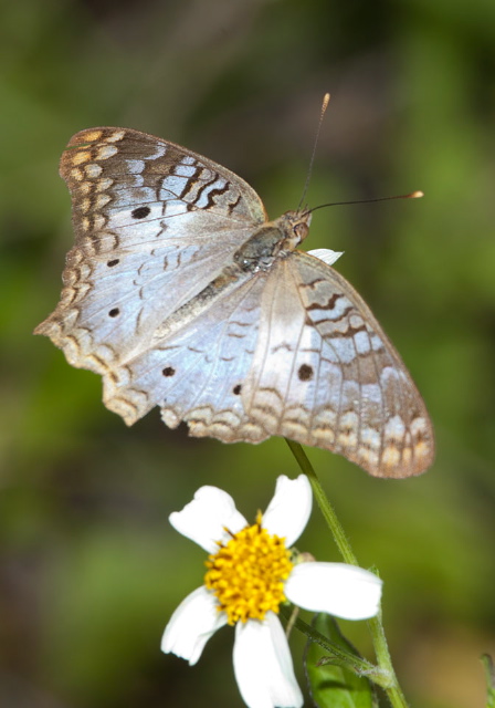 Anartia jatrophae Nymphalidae