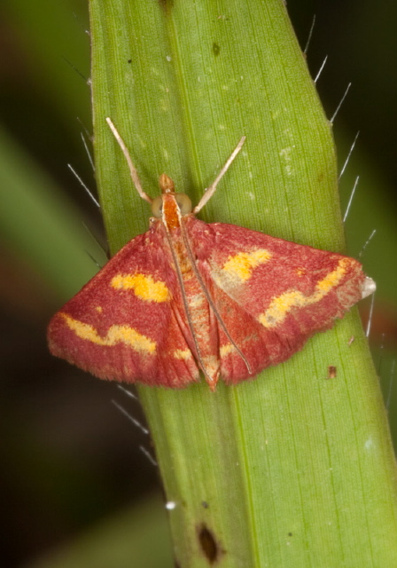 Pyrausta tyralis Crambidae