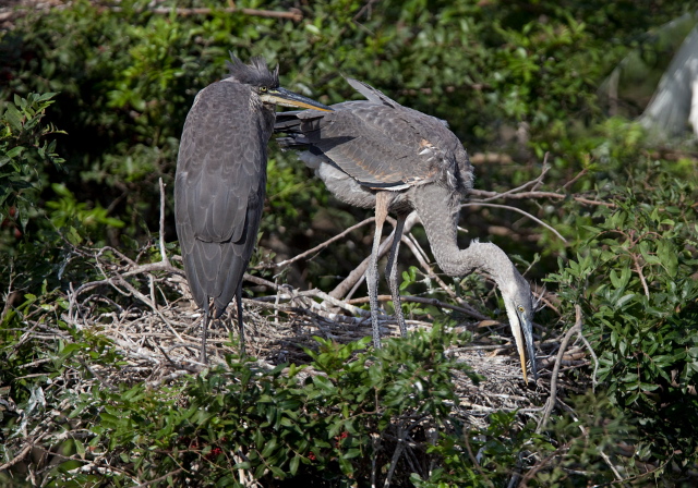 Ardea herodias Ardeidae