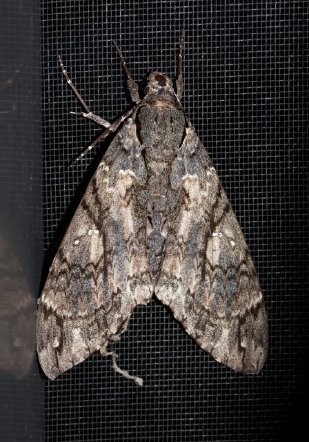 Cocytius antaeus Springidae