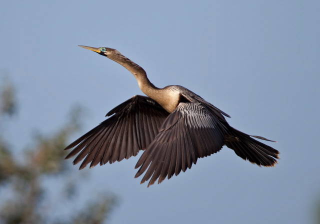 Anhinga anhinga Anhingidae