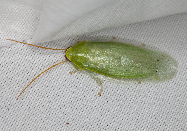 Panchlora nivea Blaberidae