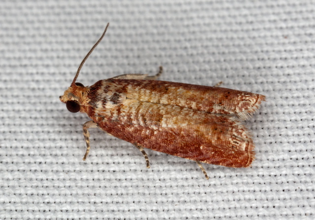 Episimus nesoites Tortricidae