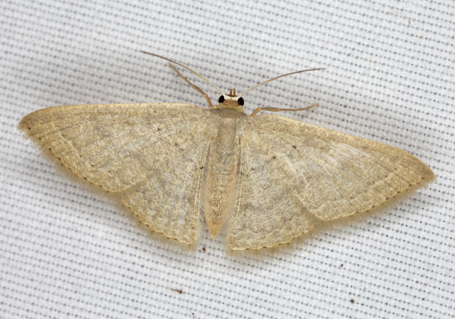 Pleuroprucha insulsaria Geometridae