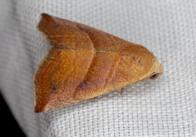 Eublemma cinnamomea Erebidae