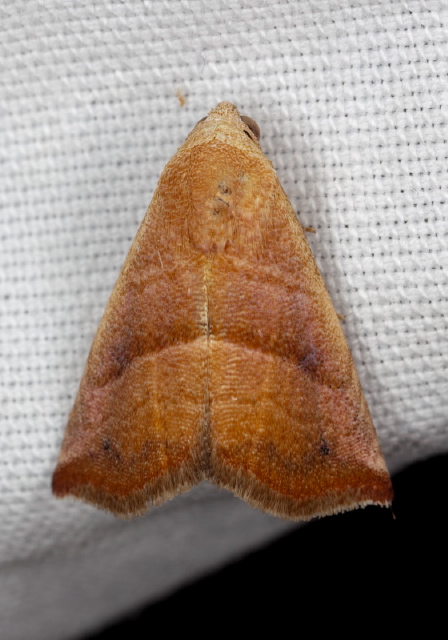 Eublemma cinnamomea Erebidae