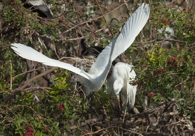 Ardea alba Ardeidae