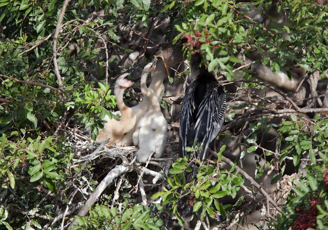 Anhinga anhinga Anhingidae