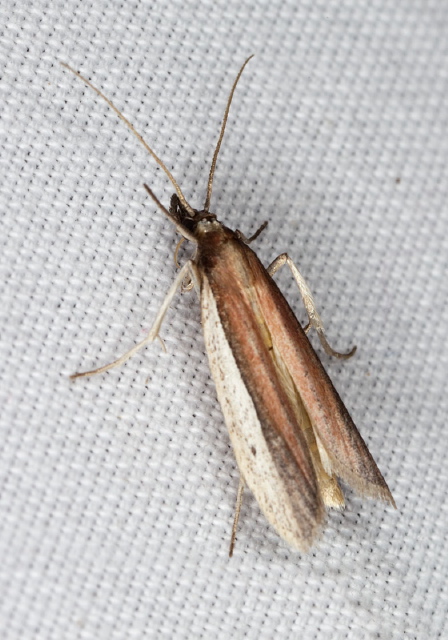 Tampa dimediatella Pyralidae