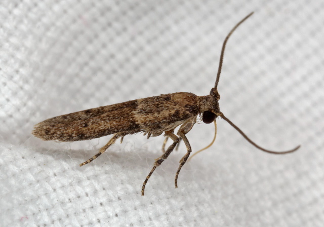 Pigritia sp.? Coleophoridae