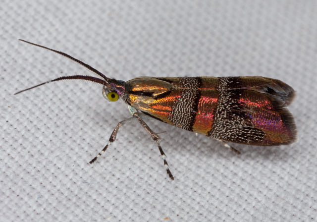 Tortyra slossonia Choreutidae