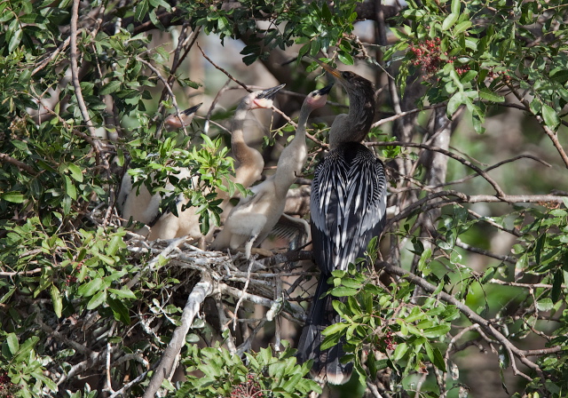 Anhinga anhinga Anhingidae