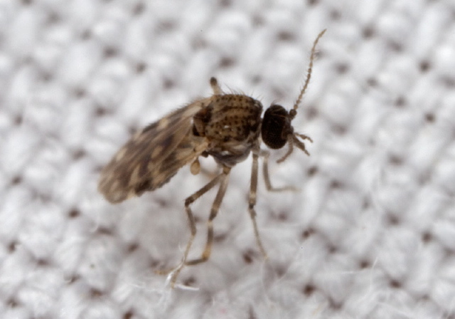 Culicoides variipennis? Ceratopogonidae