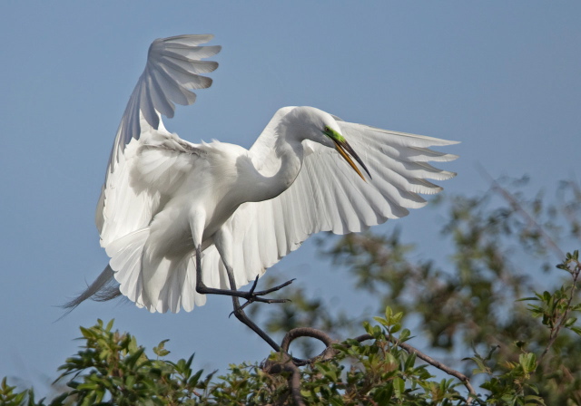 Ardea alba Ardeidae