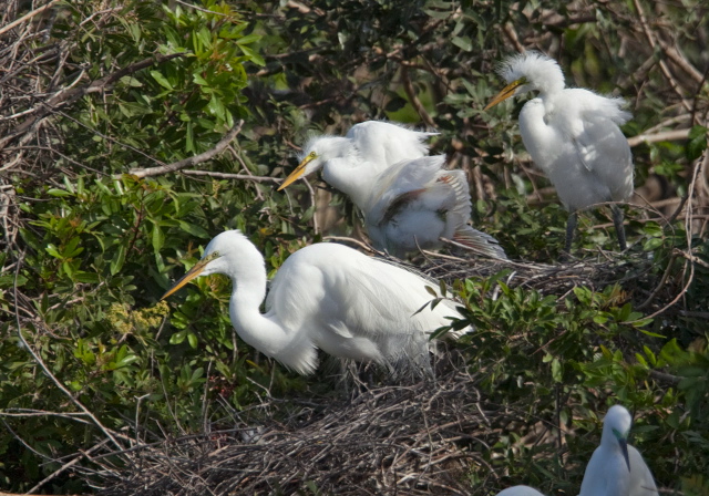 Ardea alba Ardeidae