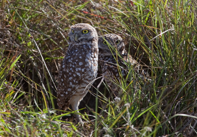 Athene cunicularia Strigidae