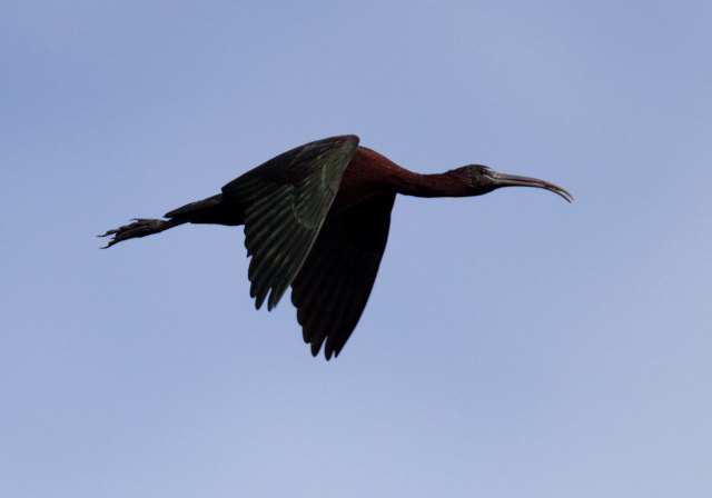 Plegadis falcinellus Threskiornithidae