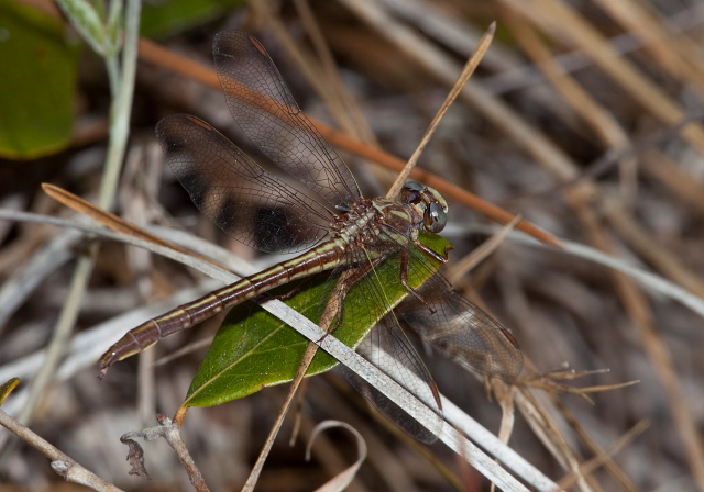 Gomphus sp. Gomphidae