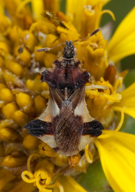 Phymata fasciata mystica Reduviidae
