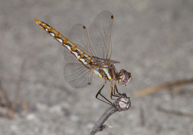 Sympetrum corruptum Libellulidae