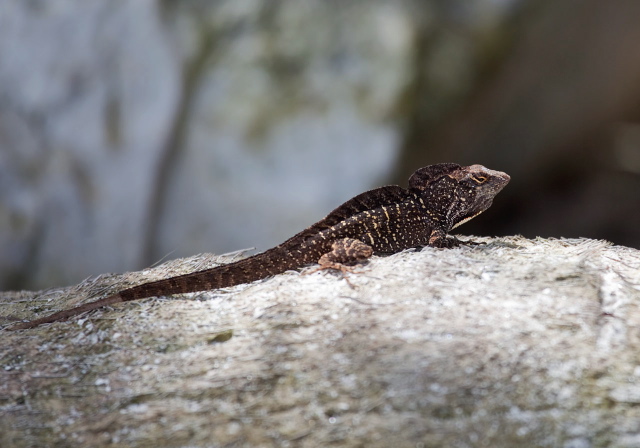 Anolis sagrei? Polychrotidae