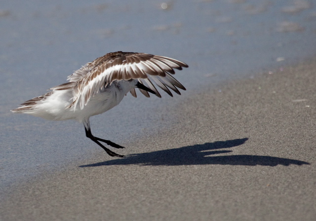 Calidris alba Scolopacidae