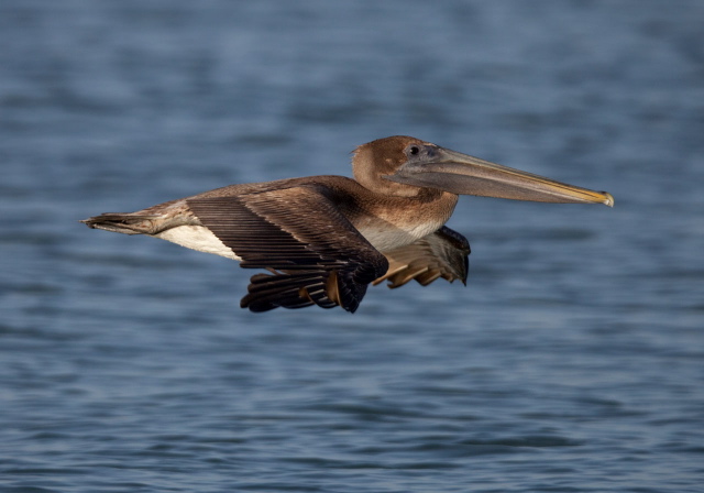 Pelecanus occidentalis Pelecanidae