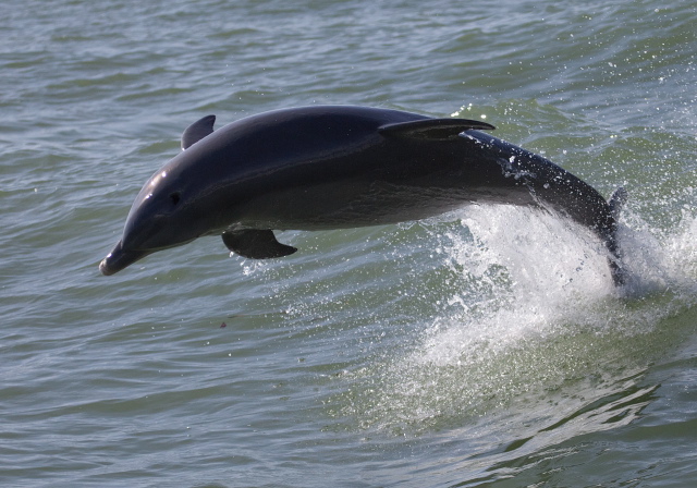 Tursiops truncatus Delphinidae