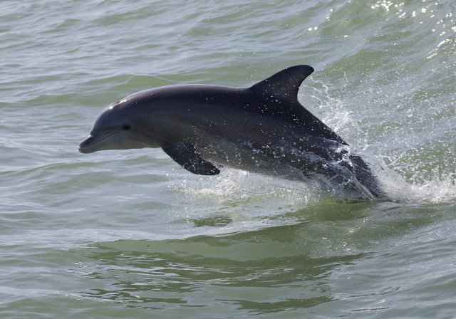 Tursiops truncatus Delphinidae