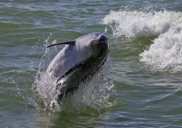 Tursiops truncatus Delphinidae