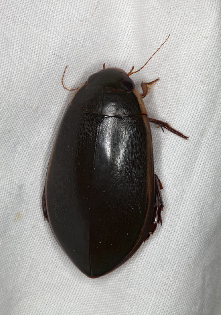 Cybister fimbriolatus Dytiscidae