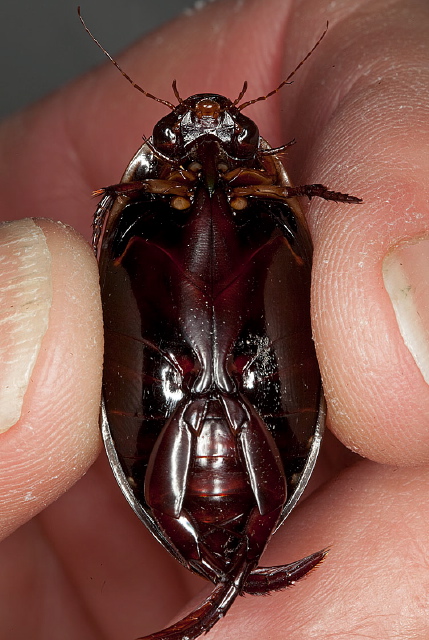 Cybister fimbriolatus Dytiscidae
